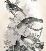 Rose Breasted Grosbeak Victorian 1856 Bird Wood Engraving Antique Nature... - $39.99