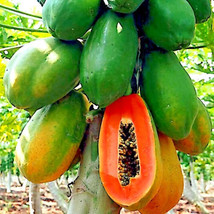 20 Caribbean Red Lady Carica Papaya Fruit Tree Seeds Large Fruit From US - £4.75 GBP