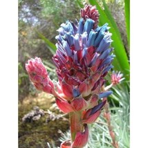 New Fresh Seeds 15 Giant Puya Coerulea Seeds - $9.98