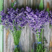 FRESH 100++ Lavender Seeds - Munstead (Lavandula angustifolia) Flower Herb Seeds - £5.59 GBP