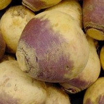 GIB Rutabaga Purple Top 200 Seeds - £7.12 GBP