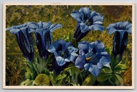 Gentiana Clusii Flower Postcard J29 - $4.95