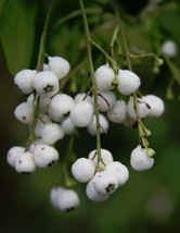 Chiococca alba snowberry Milkberry rare florida native white berry seed 20 SEEDS - £7.18 GBP