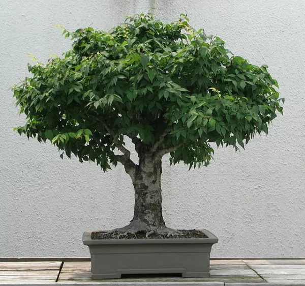 US Seller Japanese Zelkova Zelkova Serrata 30 Seeds Fast Shipping - £9.02 GBP