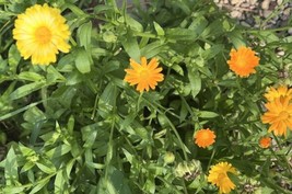 50 Ct English Marigold Seeds Fresh Garden - $11.99