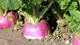 Rutabaga Seeds American Purple Top NON-GMO Swedish Turnip  - £2.38 GBP