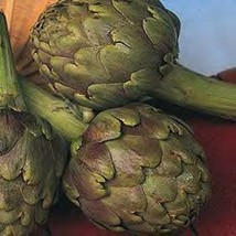 Artichoke Green Globe Seeds New Fresh Seeds - £12.85 GBP