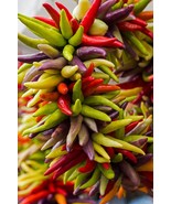 LKS Cayenne Pepper Fiesta Blend Seeds 20 Organic Home Garden - $225.55 MXN
