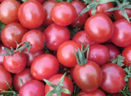 20 Pc Seeds Small Red Cherry Tomato Plant, Tomato Seeds for Planting | RK - £14.87 GBP