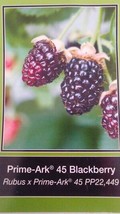 Prime-Ark 45 Blackberry Plant Healthy Home Garden Berry Plants Blackberries - £38.63 GBP