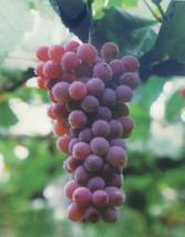 Red Flame Seedless Grape 4 6 Feet Plant Vin seeds (For Spring &amp; Summer) - $190.99