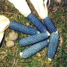 ArfanJaya 50 Miniature Blue Popcorn Seeds Heirloom Non-Gmo - £8.09 GBP