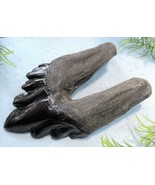 4 INCH LONG ARCHAEOCETE EXTINCT WHALE TOOTH REPLICA FOSSIL RELIC TEETH L... - $24.70