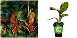 Red Abyssinian Banana - Ensete ventricosum Maurelii - Live Plant - HND1 - £53.19 GBP