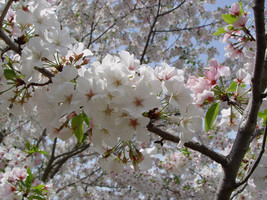 2 Snowgoose Flowering Cherry tree plants - £11.18 GBP