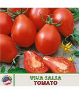10 Viva Salsa Tomato Seeds Fresh Garden Fast Shipping - €5,13 EUR