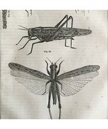 Locust Katydid Grasshoppers 1863 Victorian Farming Agriculture Insects D... - €42,94 EUR