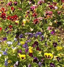 Pansy Swiss Giants Mix Pollinators Containers Borders Edible NON GMO 200 Seeds - £5.75 GBP