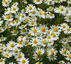 2000 Chamomile German Seeds Fresh Fresh Harvest For 2024 GardensFrom US  - £6.45 GBP