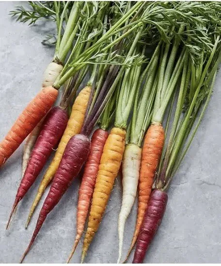 100 Rainbow Carrot Blend Multi Color Medley Vegetable Mix Fresh Seeds - £11.98 GBP