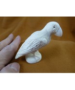 (Puff-w3) little Puffin shed ANTLER figurine Bali detailed puffling bird - $173.99
