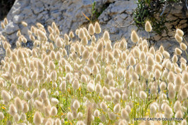 RARE LAGURUS OVATUS bunny tails hare&#39;s tail grass flowering seed 15 seeds - £7.10 GBP