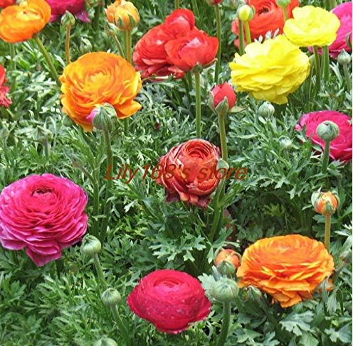 Ranunculus Asiaticus Flower Seeds Persian Buttercup Color:A3 - $9.99