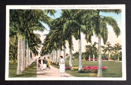 Royal Palm Avenue James Estate Cocoanut Grove Florida FL UNP Postcard c1920s - £9.63 GBP