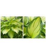 Dancing Darling Hosta Golden Yellow Leaves - Quart Pot - Best USA Fast S... - $48.99