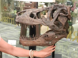 Xl Natural Bone Rustic Tyrannosaurus Dinosaur Skull Sculpture New Decor - $396.38