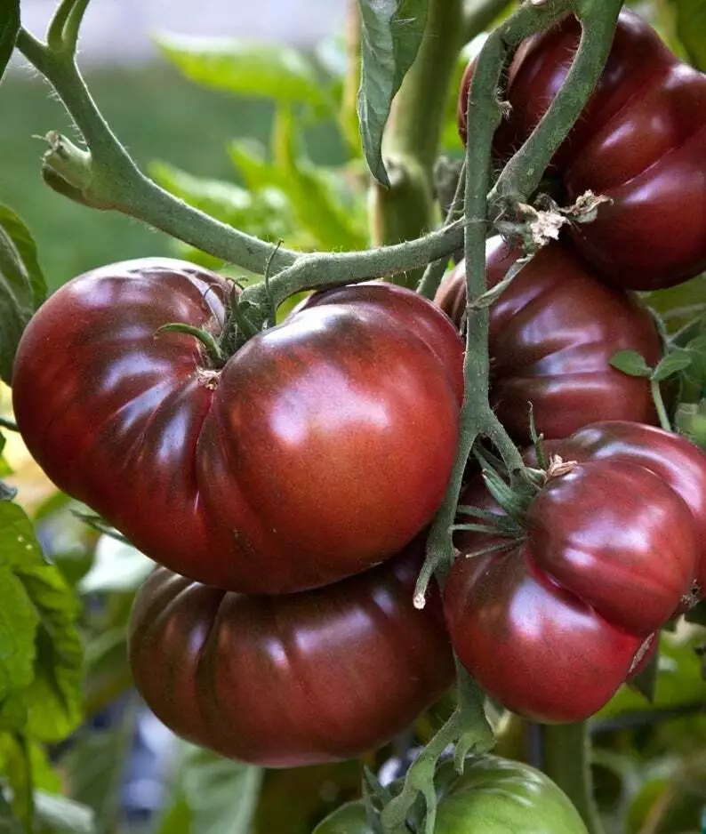 Black Brandywine Tomato, 30 Seeds, NON-GMO, Beefsteak, Potato Leaf  - $6.98