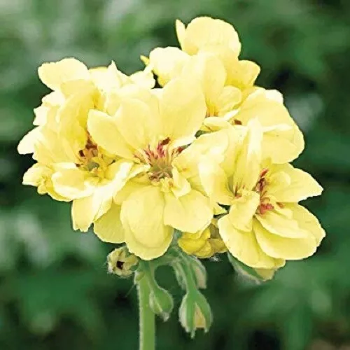 Fresh 10 Yellow Geranium Seeds Perennial Flowers Seed Bloom Flower - £7.53 GBP