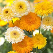 New Fresh Seeds Calendula Pot Marigold - $12.98