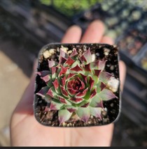 Sempervivum Wildnerness Glow | Hens and Chicks | Colorful Sempervivum | ... - $166.62 MXN