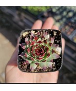 Sempervivum Wildnerness Glow | Hens and Chicks | Colorful Sempervivum | ... - $12.34 CAD