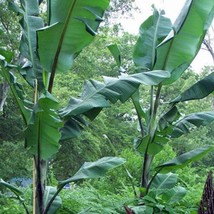 Musa Balbisiana Atia Black Black Thai 10 Seeds Usa Fast Shipping - £16.50 GBP