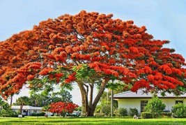 Red Delonix Regia~Flamboyant~Royal Poinciana Live Plant Flamboyan - £29.86 GBP