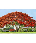 Red Delonix Regia~Flamboyant~Royal Poinciana Live Plant Flamboyan - $37.92