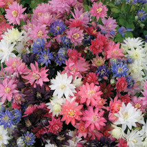 Columbine Tall Double Mix Perennial Native Spring Flowers Nongmo 200 Seeds - $168.75 MXN
