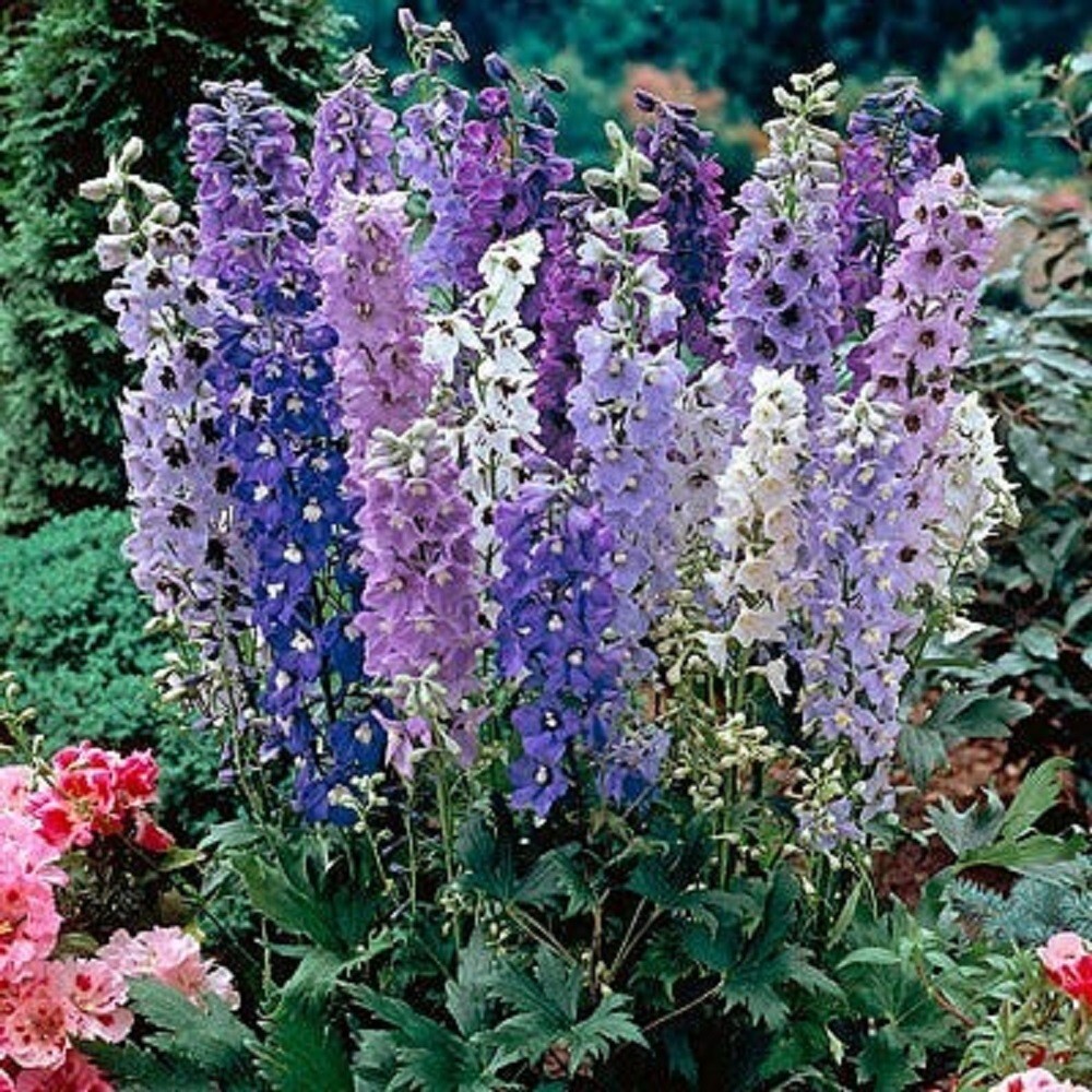 50 Magic Fountain Delphinium Seeds Perennial Flower Seed Flowers Fresh G... - $9.78