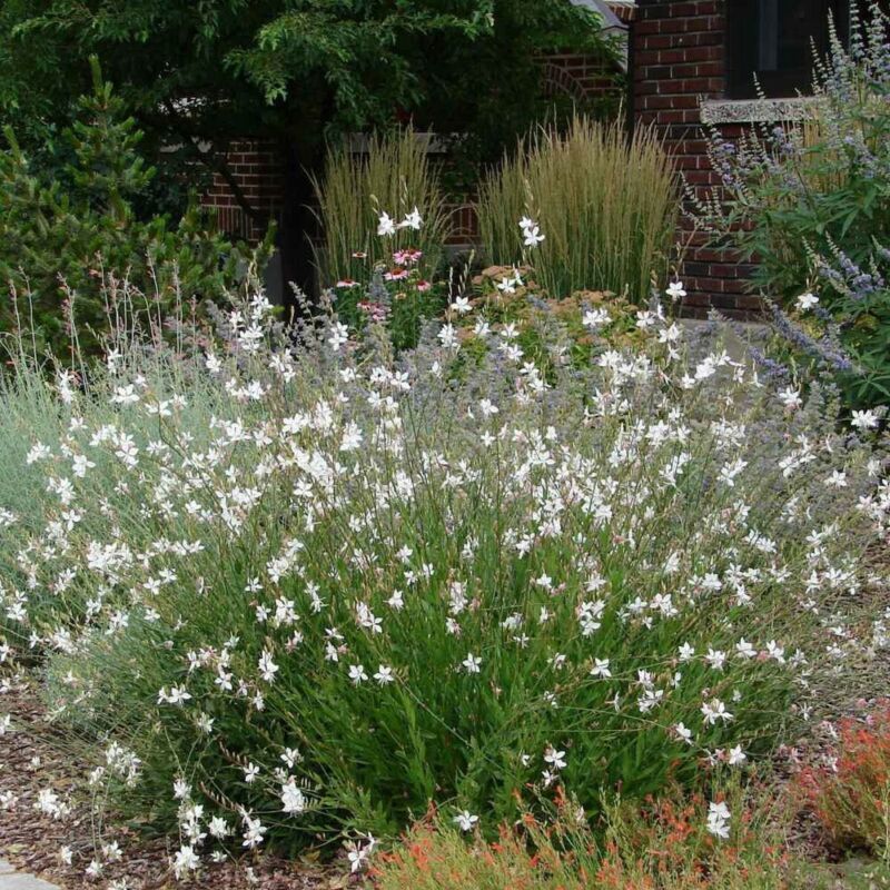 Best Gaura Lindheimeri 15 Seeds
