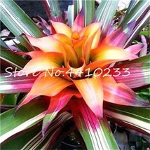 Best-Selling Rare Colorful Flower 100  pcs Cactus Bromeliad Succulent Bonsai Cou - £6.54 GBP