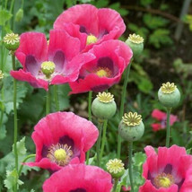 Septh Poppy Pepperbox Pink/Purple Culinary Grade Large Blooms Non-GMO Usa 1000+ - $6.37