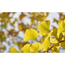 Pure Herbs: Ginkgo -  4 oz. (Natural Herbal Extracts) image 3