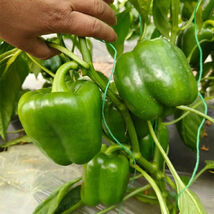 Square Green Pepper Seeds Mid Thick Life Greenhouse Fall Cultivation - $14.91 CAD