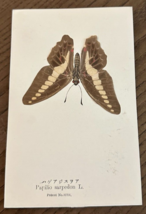 Antiq REAL Butterfly Papilio Sarpedon Latin Nawa Entomology Japan 1910 P... - $22.58