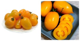 5 Bags (200 Seeds / Bag) of &#39;Yellow Saint&#39; Cherry Tomatoes Seeds  - £16.77 GBP