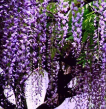 10pcs Wisteria Wisteria Vine saplings Bonsai Upscale Vegetable Garden Pl... - $87.48 MXN