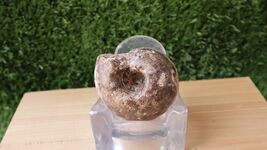 Fagesia Ammonite Fossil – Moroccan Ammonite, Natural Prehistoric Fossils - $28.71