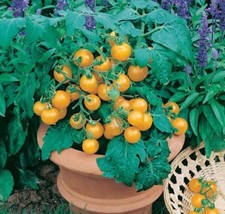 Tomato Seeds Sweet N Neat Yellow 25 Seeds Variety Garden USA Seller - £12.52 GBP